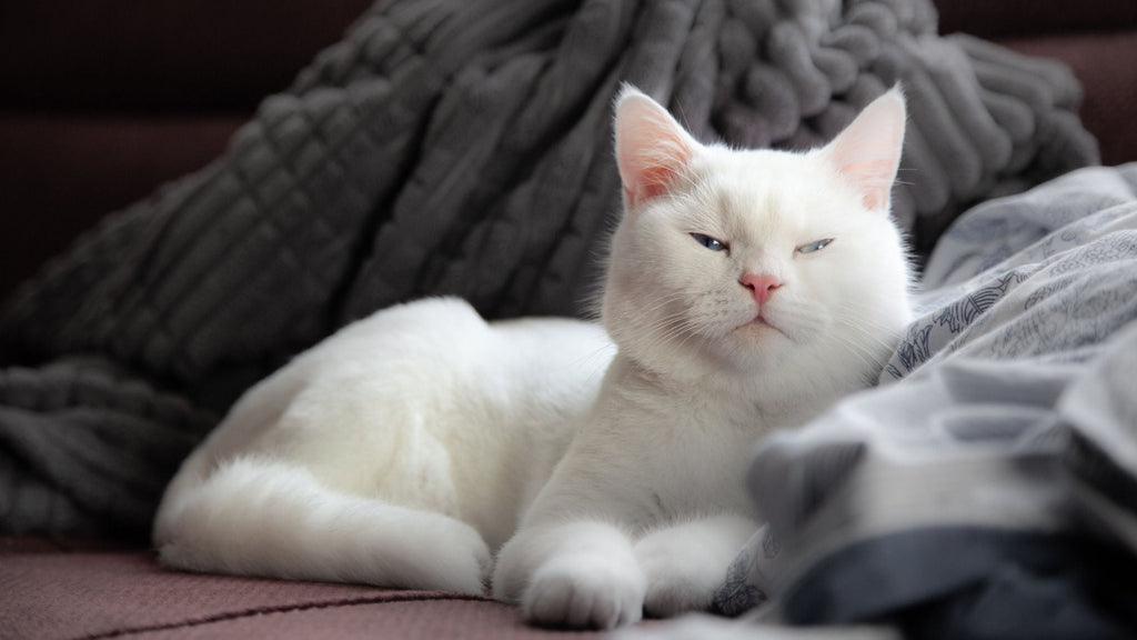 Why do cats come lie next to you when your sick?