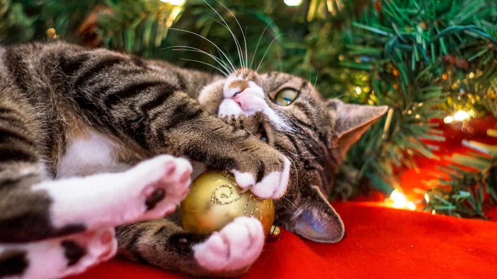 Is Your Christmas Tree Cat-Proof?