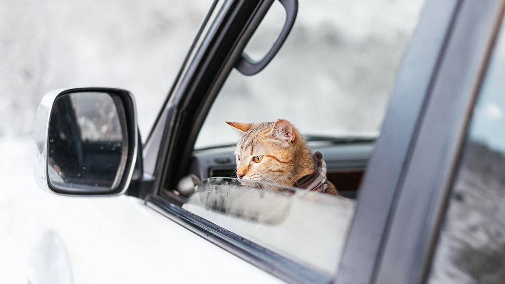 Bringing Your Cat on a Vacation: Our Ultimate Guide