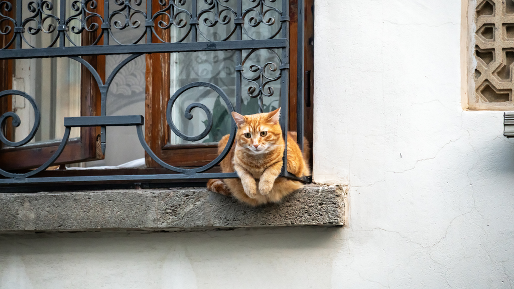 This is what you must do if your cat is lost