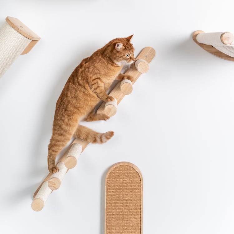 Everest Cream | Cat wall climbing and wall system set from RHR Pets