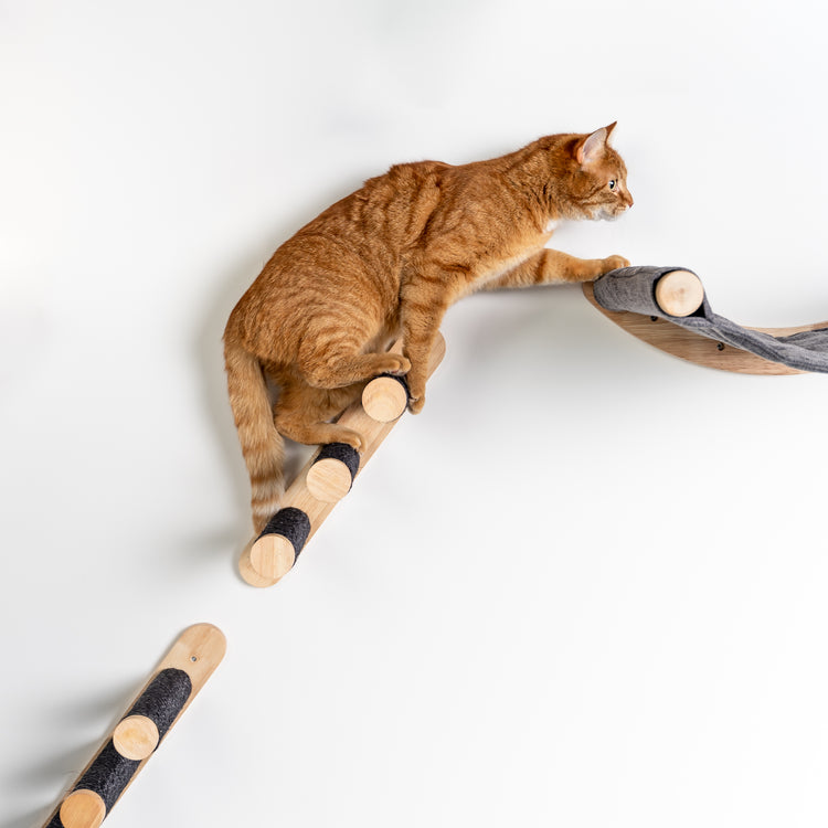 Everest Blackline Cream | Cat wall climbing and wall system set from RHR Pets