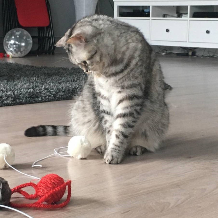 Multifunctional Cat toy set - Sisal and Fabric Ball Set (Multicolour)