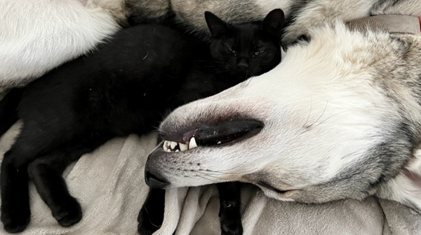 Heartwarming combination