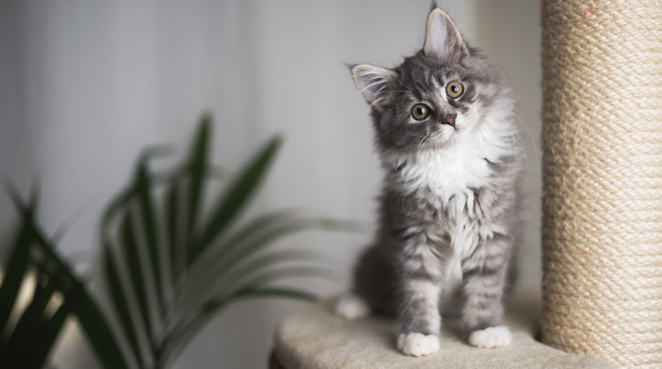7 Reasons why a cat needs a scratching post!
