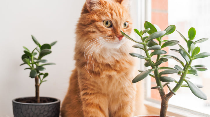 Green and Paws: Cats and Plants at Home