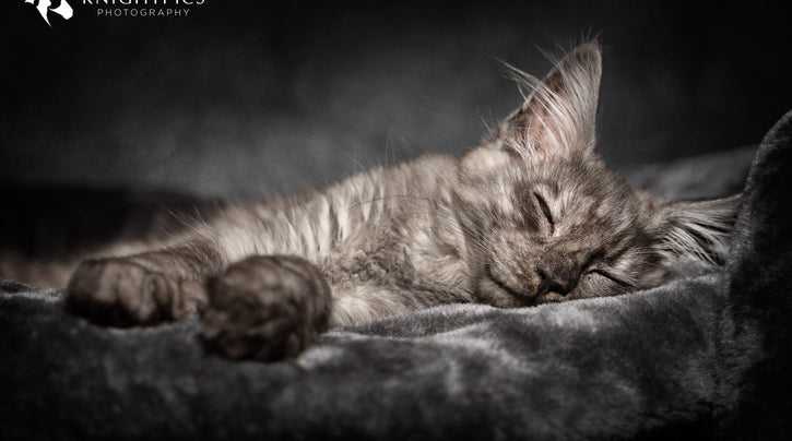 blog_rhr_pets_nl_maine_coone_living_with_maine_coons_1