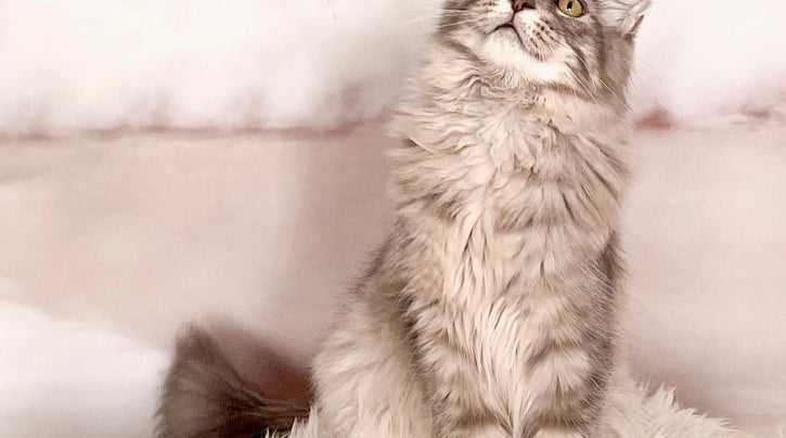 rhrpets_nl_blog_info_experiences_maine_coon_buy_michelle_2021_10_19_1