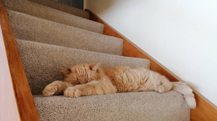 blog_rhr_pets_nl_european_shorthair_living_with_european_shorthairs_1