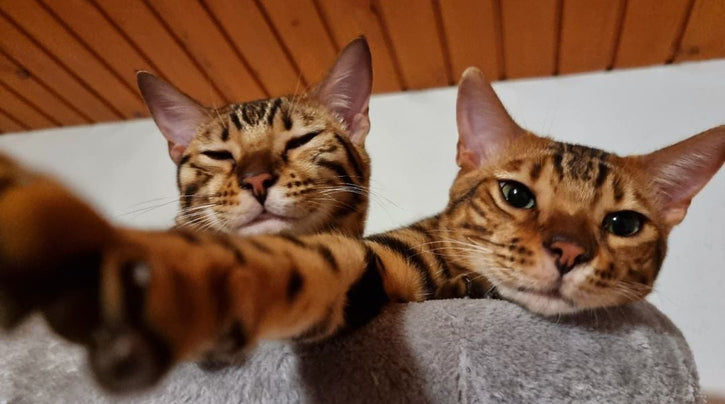blog_rhr_pets_nl_bengal_living_with_bengals_1