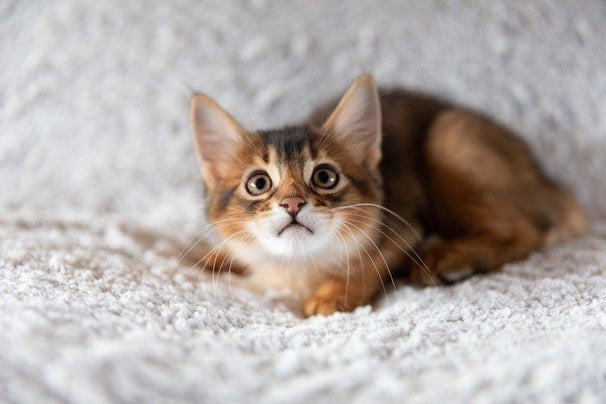 blog_rhr_pets_nl_abyssinian_living_with_abyssinian_cats_1