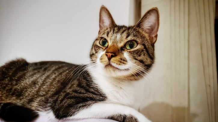 blog_rhr_pets_nl_european_shorthair_living_with_seven_cats_1