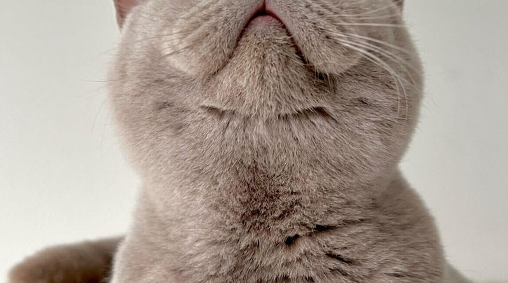 The story of Nacho: FIP disease