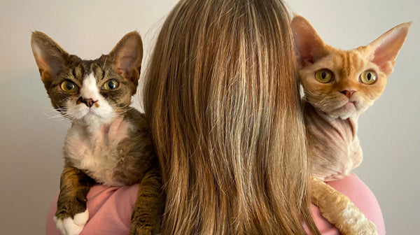 blog_rhr_pets_nl_devon_rex_living_with_devon_rexes_3