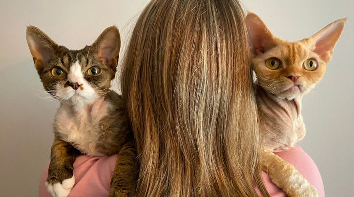 blog_rhr_pets_nl_devon_rex_living_with_devon_rexes_3