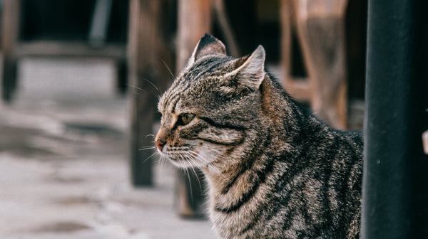 Tales and Tails: Monthly cat stories shared by cat lovers