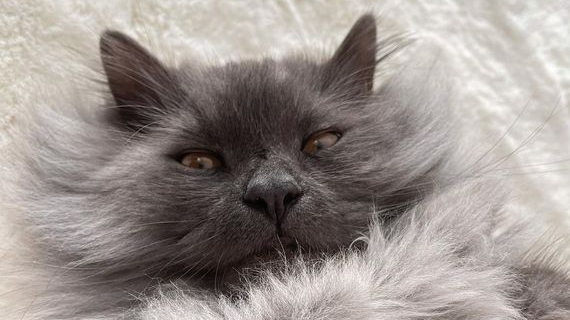 Diagnosed with cat asthma