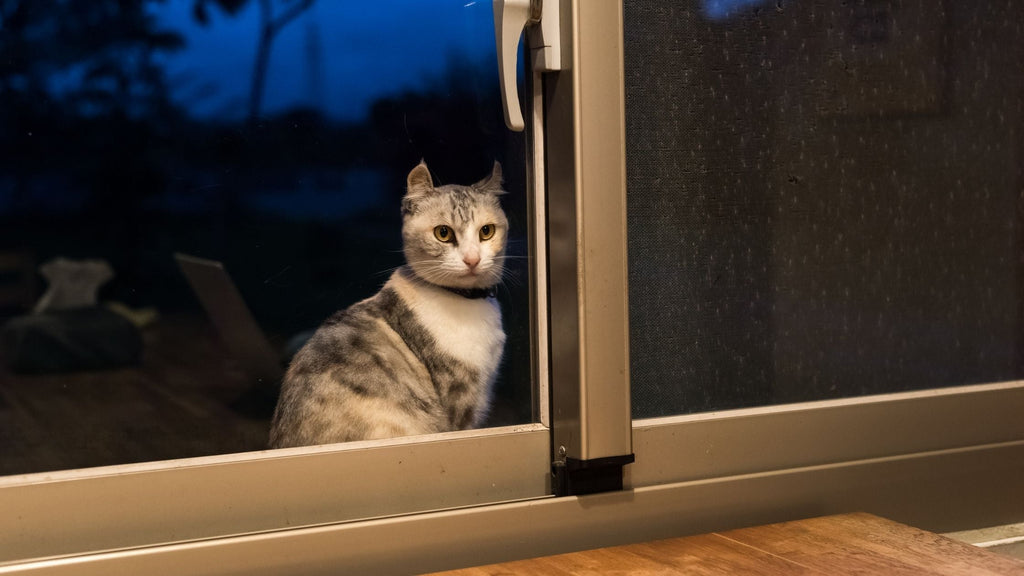Why does your cat meow at night? These are the most common reasons
