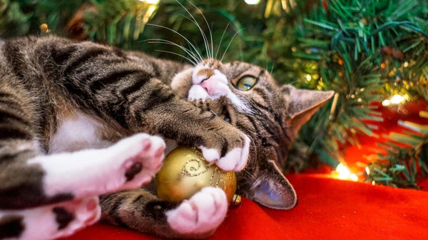 Is Your Christmas Tree Cat-Proof?