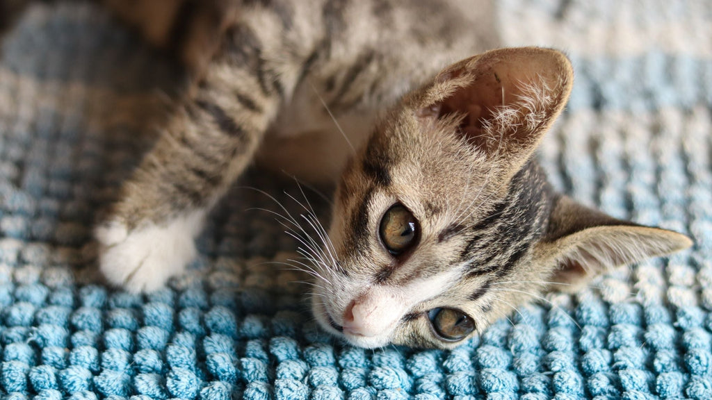 Cat First Aid: What You Need to Know