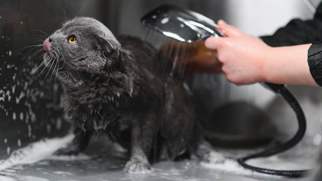Does your cat really need cat shampoo?