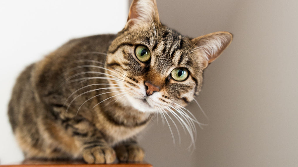 10 Fascinating Cat Facts Every Cat Owner in the UK Should Know