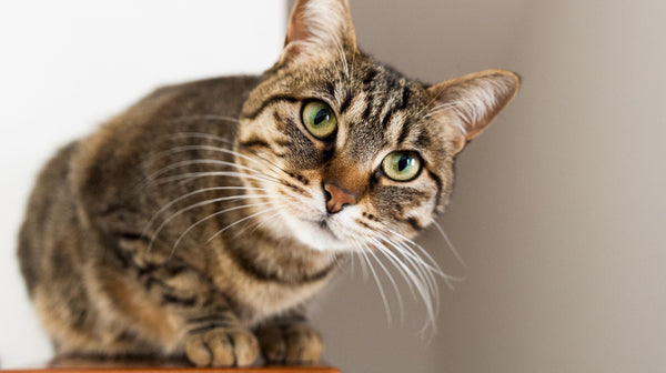10 Fascinating Cat Facts Every Cat Owner in the UK Should Know