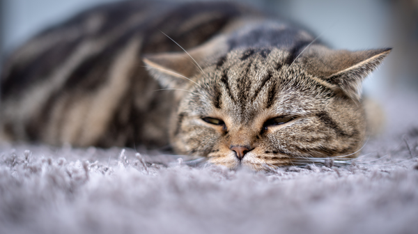 How to Spot a Sick Cat: 5 Common Feline Illnesses (and How You Can Prevent Them)