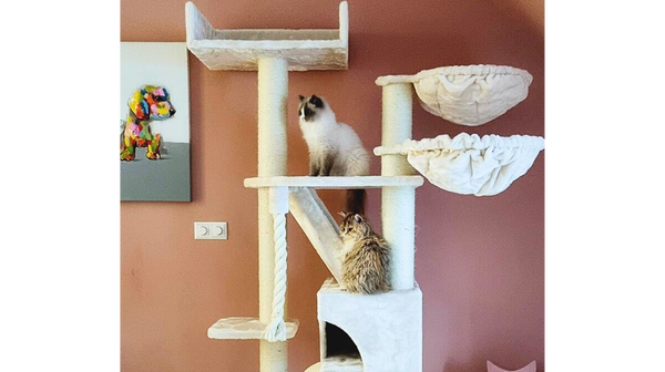 Why Kilimandjaro perfect is for your cat