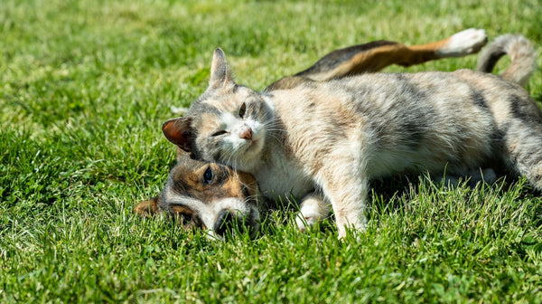 Do You Dare to Let Your Indoor Cat Outside? Here’s How to Give Them More Freedom Safely