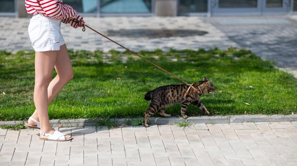 Training your cat to walk on a leash: are you up for it?