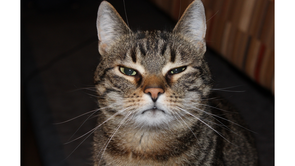 The cold stare of my cat: Does my cat hate me?