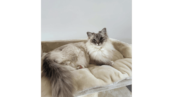 Devon Rex vs Devon Rex Plus: Which Cat Tree is Right for Your Cat?