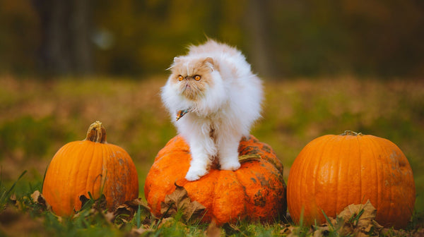 Cat-proof Interior: the Best Autumn Trends for You and Your Cat