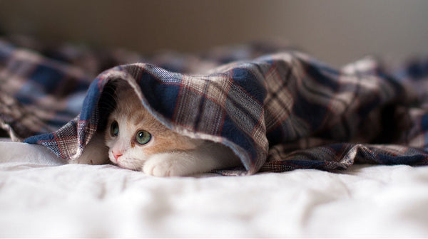 Tips & Tricks: How to Keep Your Cat Warm During the Winter