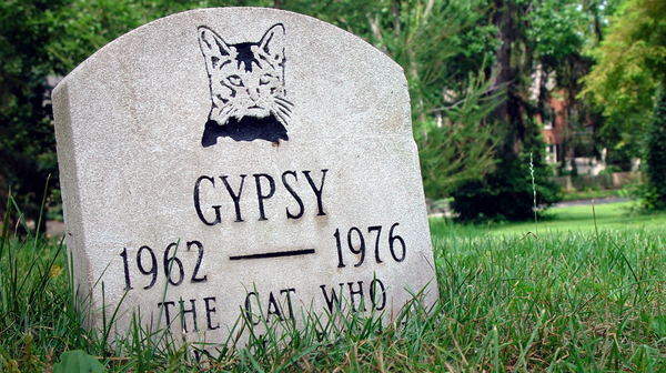 Saying Farewell to Your Cat