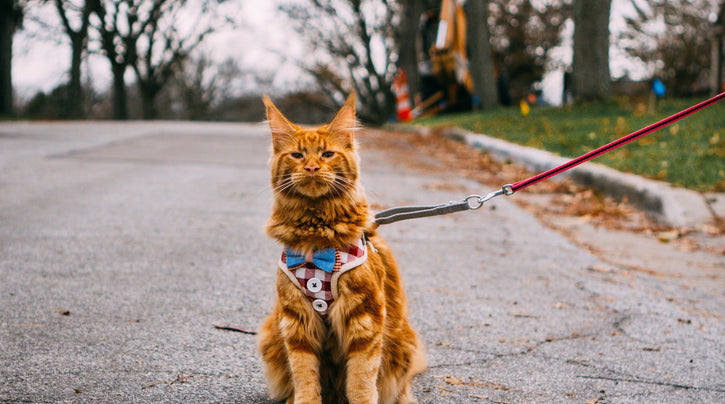 blog_rhr_pets_NL_travelling_safely_cat_travel_safety_1