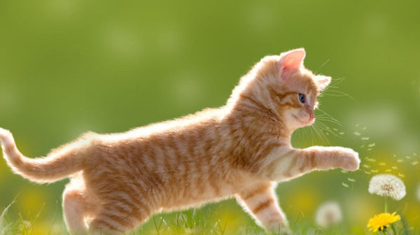 Summer ready with tips and tricks