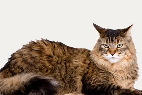 SCRATCHING BARRELS ESPECIALLY FOR MAINE COONS