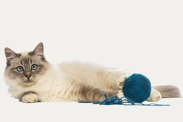 CAT TREES ESPECIALLY FOR BIRMAN CATS