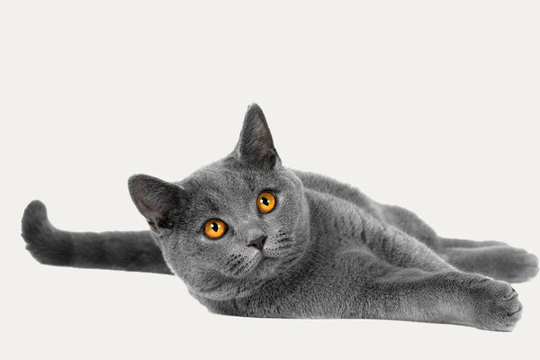 CAT TREES ESPECIALLY FOR BRITISH SHORTHAIRS