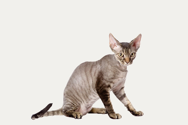 CAT TREES ESPECIALLY FOR DEVON REXES