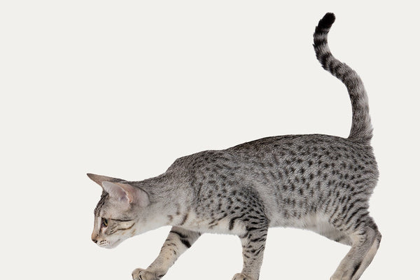 SCRATCHING BARRELS ESPECIALLY FOR EGYPTIAN MAU CATS