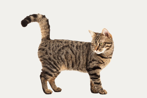 SCRATCHING BARRELS ESPECIALLY FOR EUROPEAN SHORTHAIRS