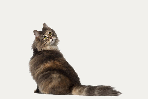 SCRATCHING BARRELS ESPECIALLY FOR NORWEGIAN FOREST CATS