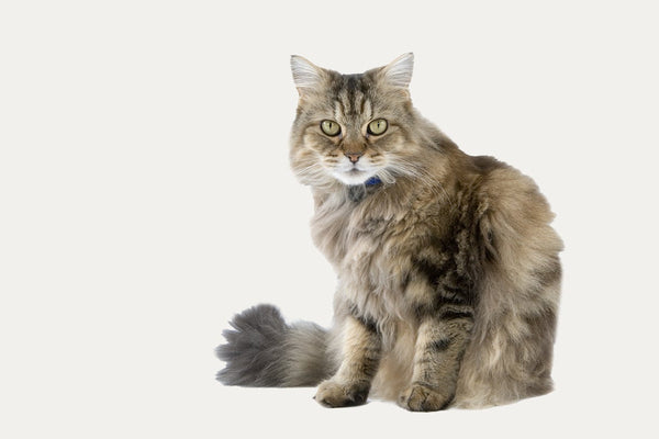 CAT TREES ESPECIALLY FOR RAGAMUFFINS