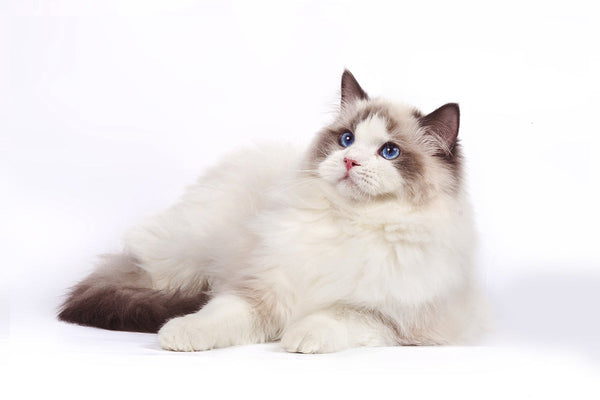 CAT TREES ESPECIALLY FOR RAGDOLLS