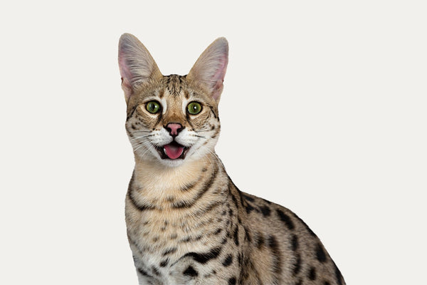 SCRATCHING BARRELS ESPECIALLY FOR SAVANNAH CATS