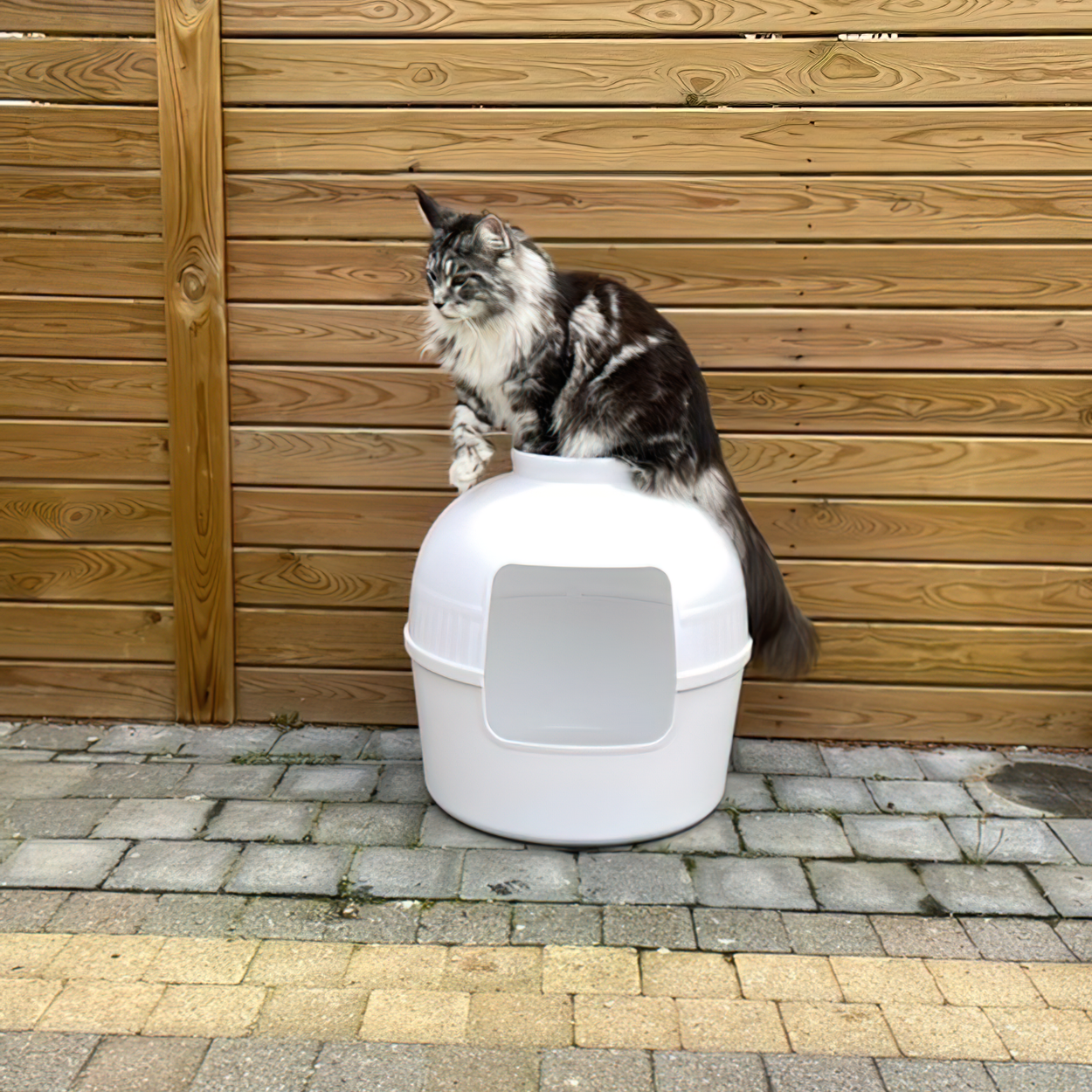 Best cat clearance toilet