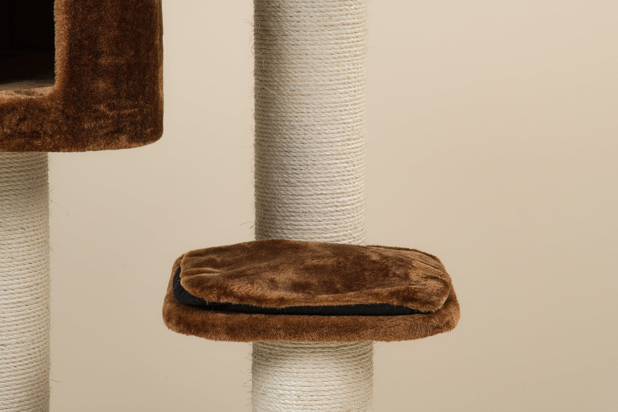 Middle Panel Brown, Devon Rex 50 x 35 cm